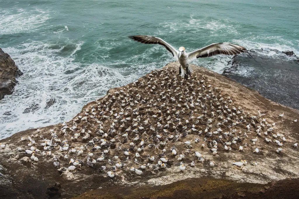 Nominace v kategorii Ptáci (volně žijící). Ochránce - Nový Zéland je hnízdištěm několika tisíc terejů australských. V průběhu focení se jeden z dospělých jedinců rozhodl vymezit prostor, kam až se fotograf smí k mláďatům přiblížit, a vyrazil na výstražný výpad.