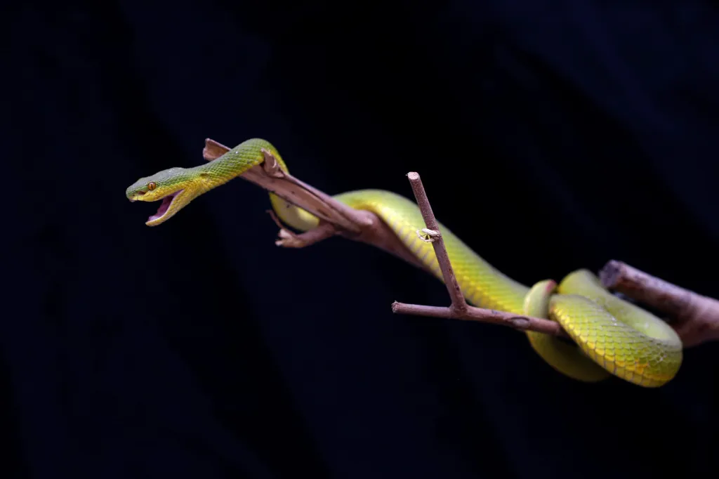 Nečekaného návštěvníka našli v požární stanici v Bangkoku