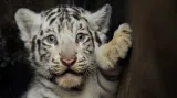 Kotě bílého tygra