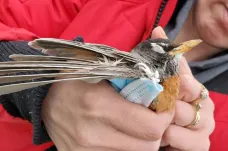 Zvířata hynou v pandemickém odpadu. Ptáci začali používat roušky na stavbu hnízd, varují biologové