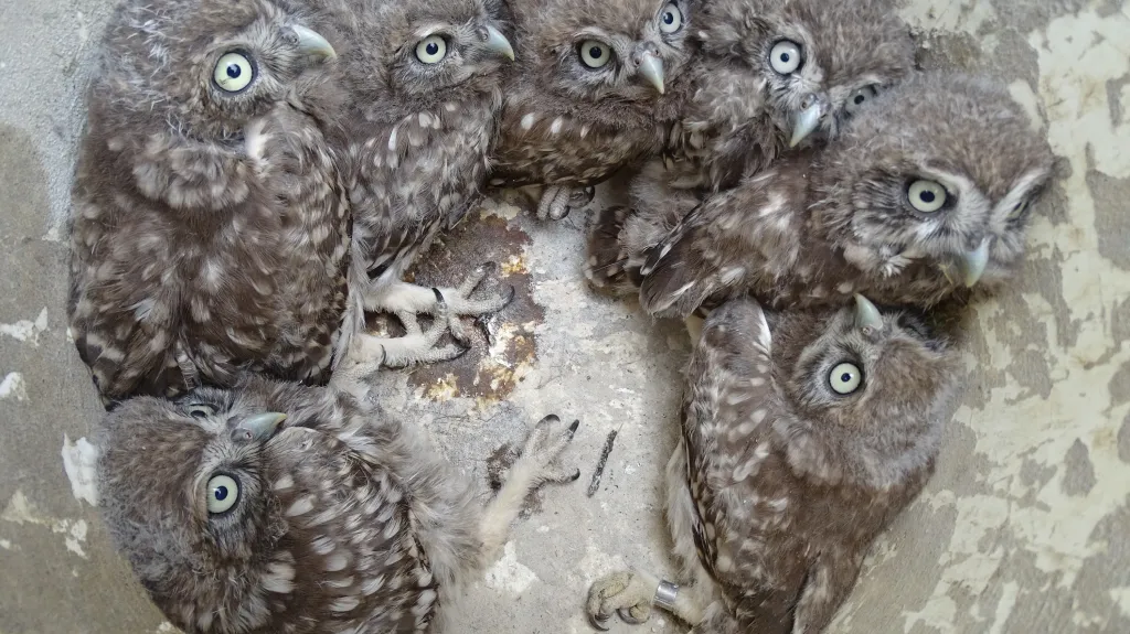 Sedm sourozenců sýčka nalezených v jednom hnízdě. Jde o historicky nejvyšší počet mláďat na jednu snůšku. Sýčci mají zpravidla 3 - 5 vajec