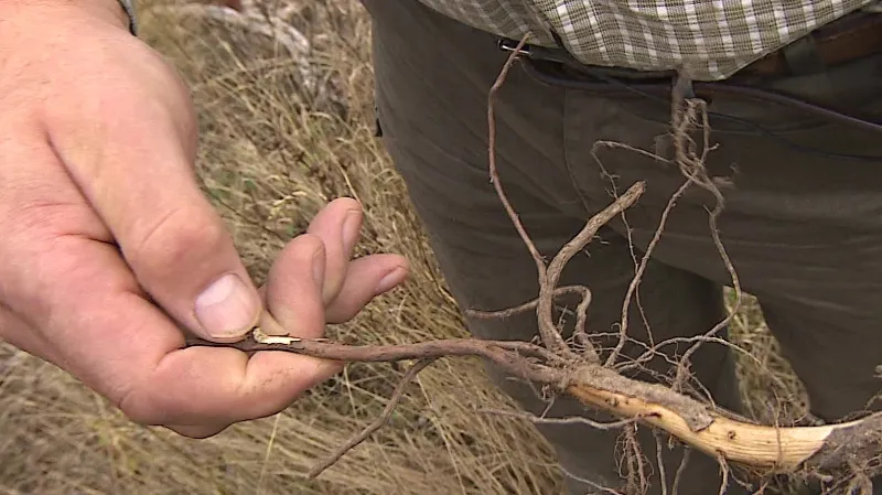 Studio ČT24: Sucho ničí zemědělcům úrodu