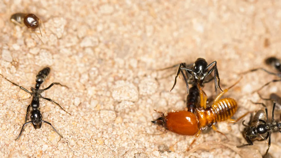 Mravenci Megaponera analis