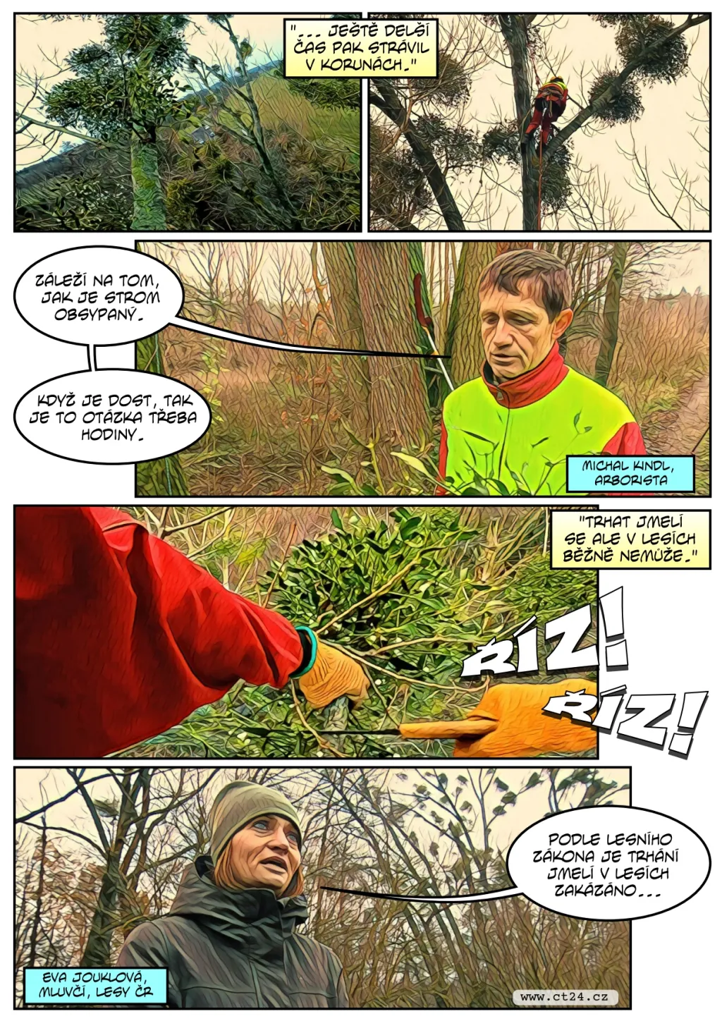 Stromolezci šplhají pro jmelí