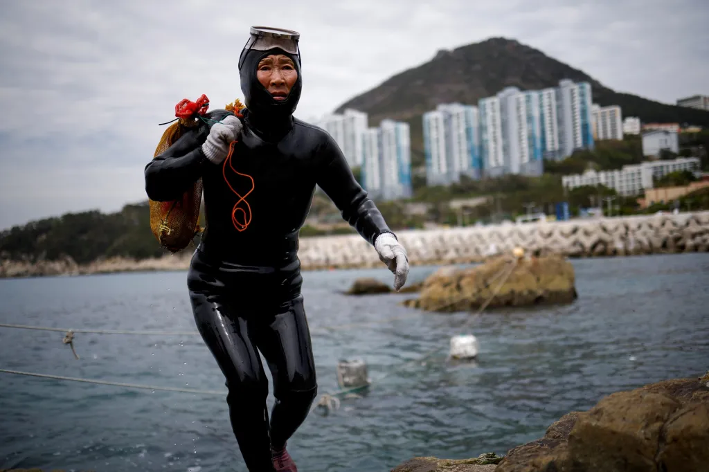Nejstarší potápěčky světa pociťují důsledky klimatických změn. Rychlé oteplování moře v oblasti jihokorejské provincie Čedžu má za následek snižování počtu mořských živočichů