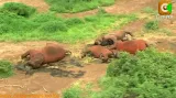 Sloni zabití pytláky