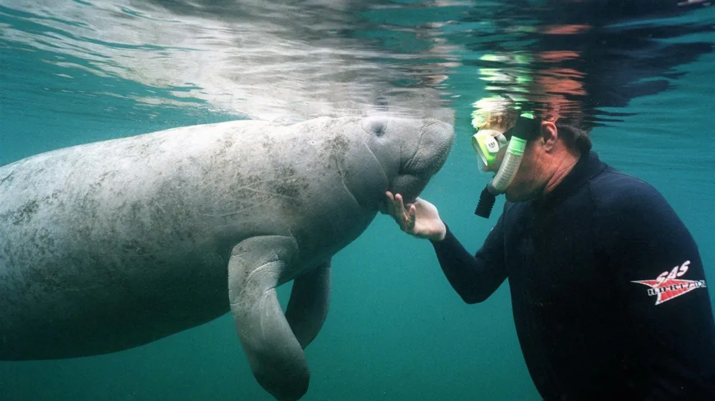 Kapustňáci patří mezi druhy ohrožené změnami klimatu