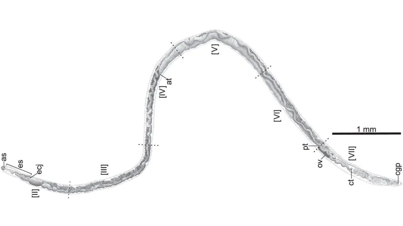 Želví parazit Baracktrema obamai