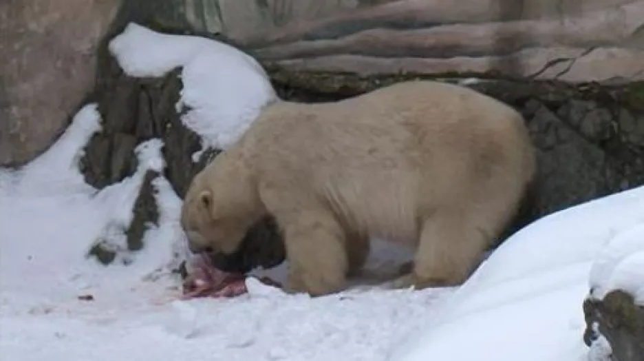 Ředitel brněnské zoo Martin Hovorka o návratu Umcy