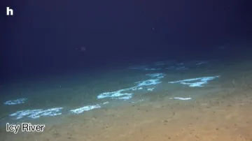 Ekosystémy objevené na dně u Kamčatky