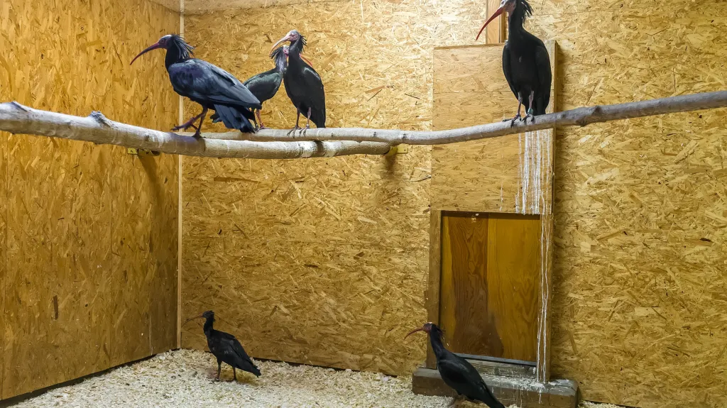 Ibisové, kteří se vrátili do pražské zoo