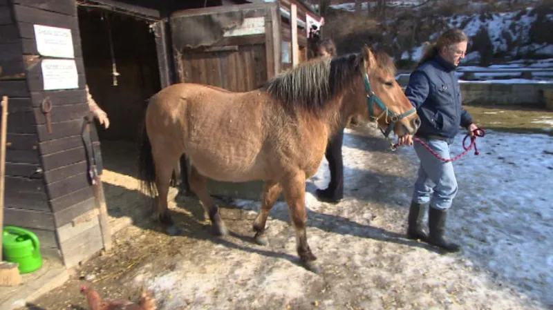 Chovatelé museli koně zvednout a chodit s ním