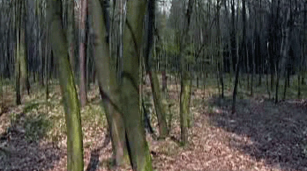 Bělský les v Ostravě