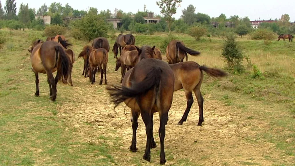 Divocí koně v Milovicích
