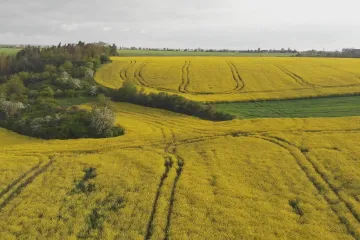 Česko trápí sezona alergií, sehnat lékaře je složité