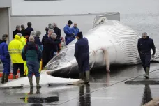 Zabijeme dva tisíce velryb, oznámil Island. Pozorování je přitom dvakrát výnosnější než lov