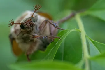 Proti rojení chroustů, kteří se líhnou jednou za čtyři roky, chtějí lesníci u Bzence nasadit postřik