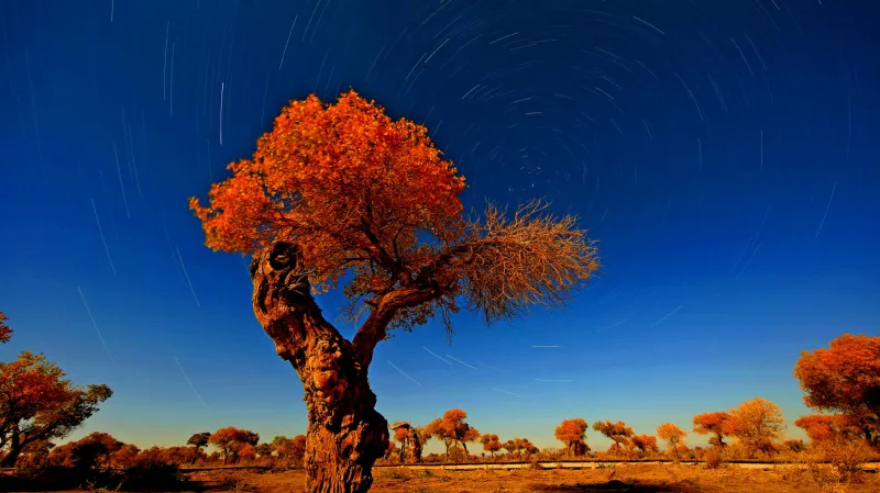 Zlaté stromy v Sin-Ťiangu