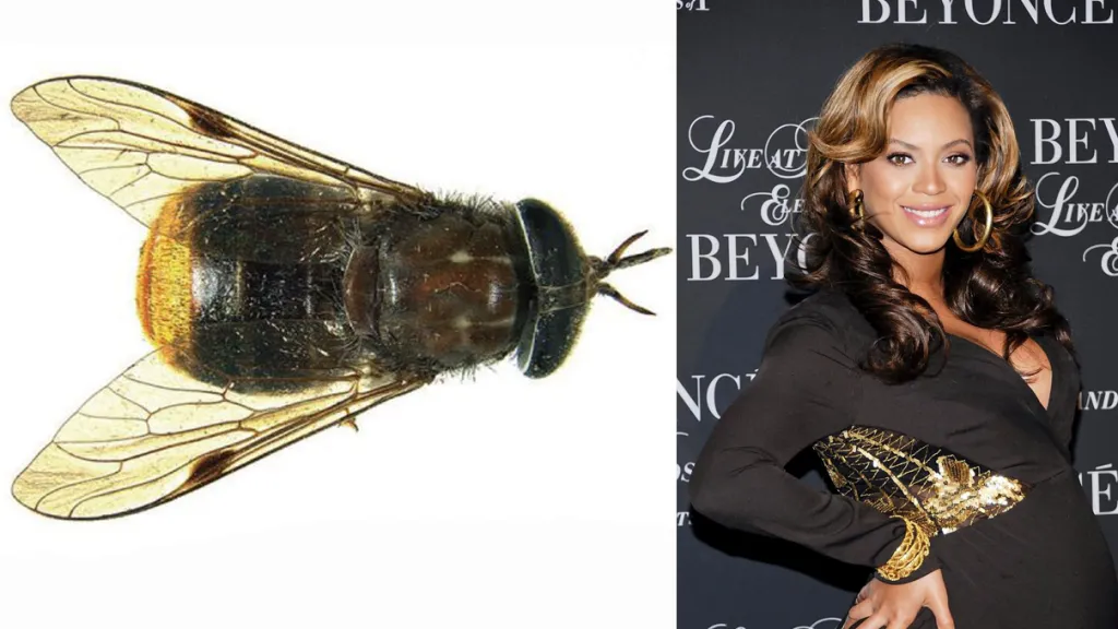 K nerozeznání: Scaptia Plinthina beyonceae a Beyoncé