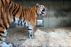Tygří moč proti divočákům na jihu Čech zabírá, můžou si na ni ale zvyknout