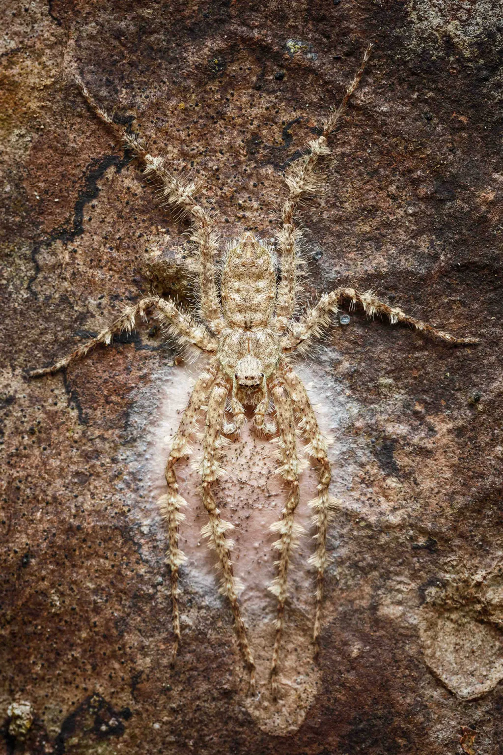 Nominace v kategorii Bezobratlí (hmyz, korýši, měkkýši a další volně žijící). Starostlivá matka – Samička pečlivě střeží své ještě nenarozené potomky před nástrahami okolí.