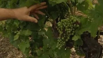 Vinaři nad letošní úrodou zapláčou