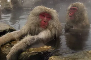 Společenské druhy trpí rakovinou méně, ukázal výzkum