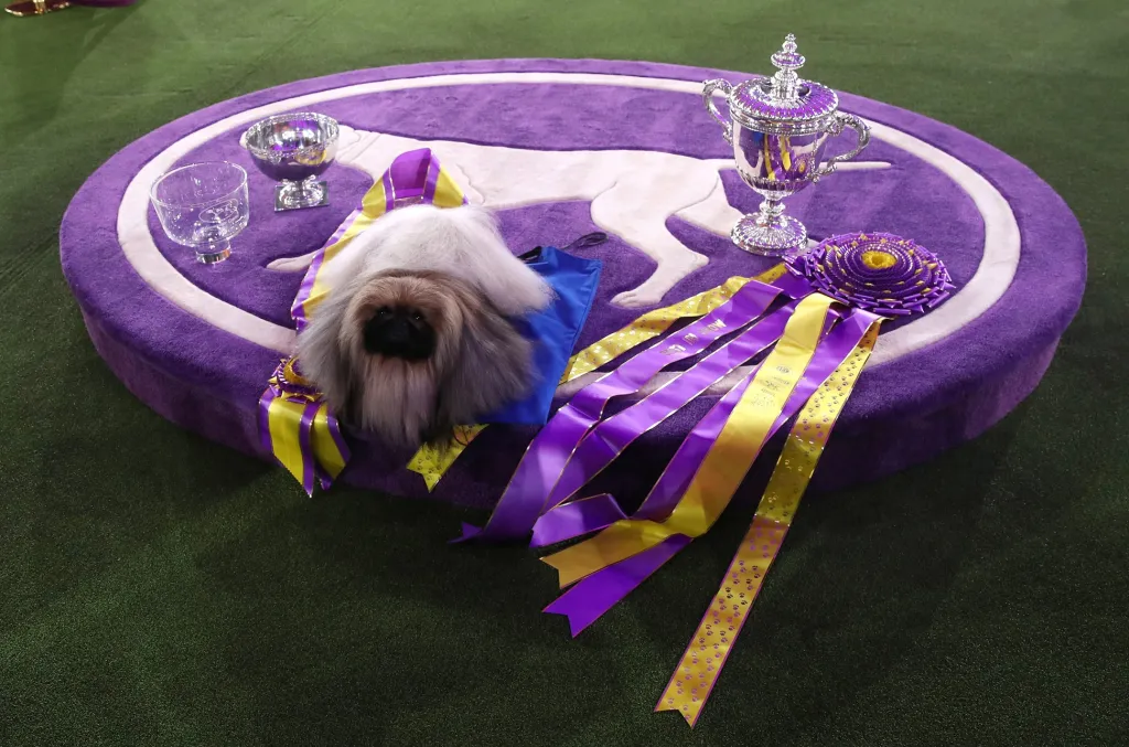 Za jednoho z nejkrásnějších psů planety je možné dle poroty považovat pekinéze Wasabi z Berlína. Ten vyhrál Westminster Kennel Club Dog Show, což je jedna z nejslavnějších, nejvýznamnějších a nejstarších soutěží psů na světě. Pořádá se v New Yorku již od roku 1877