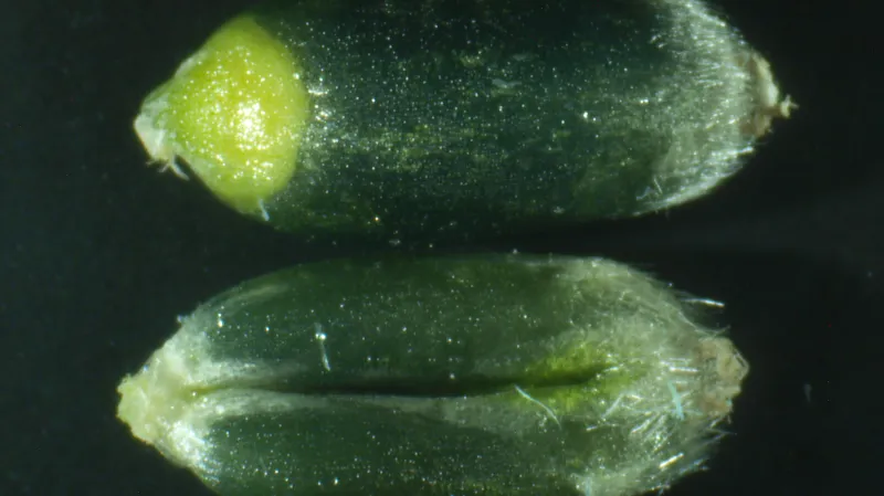 Zrající plody modré pšenice