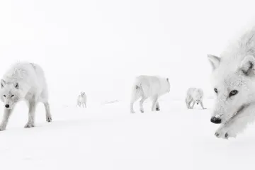 Příroda úplně zblízka. Podívejte se na vítěze prestižní fotografické soutěže