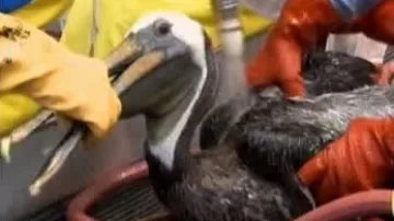 Pták zasažený ropou v péči ochránců