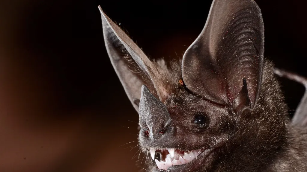 Netopýr listonos brazilský