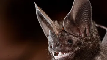 Netopýr listonos brazilský