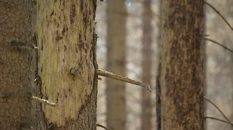 Strom napadený kůrovcem