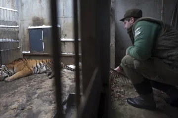 Mladý tygr ze zlínské zoo se zabydluje v Olomouci
