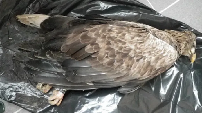 Otráveného orla nalezli letos u Volyně