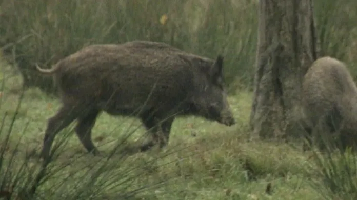 Divoká prasata pobíhají přímo v centru města, s takovým problémem se potýkají v Mníšku pod Brdy.