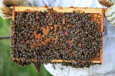 Včelaře trápí cementový med. Těžce se vytáčí a ohrožuje včelstva