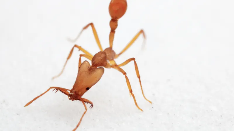 Nově objevený druh mravenců