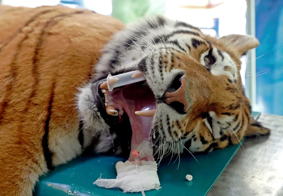 Třináctiletý sibiřský tygr Igor leží na operačním stole před neinvazivním chirurgickým zákrokem v szegedské zoo v Maďarsku