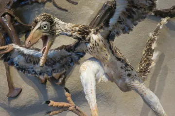 Dinosauři se mohli naučit létat díky boji o samice, spekuluje nová teorie