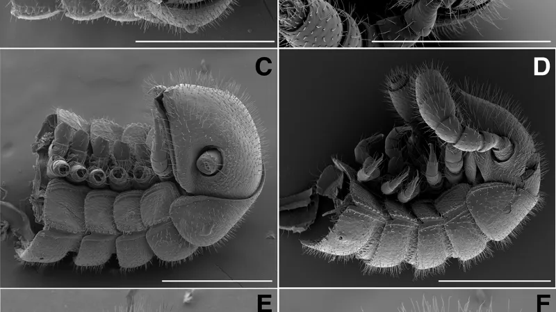 Detaily těla nově objevené mnohonožky