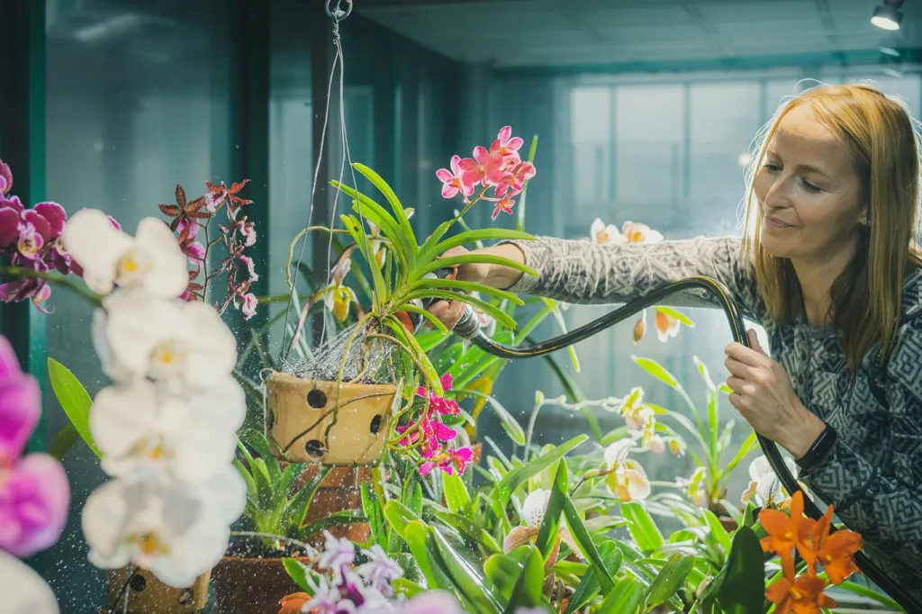 Zahradnice v botanické zahradě zalévá vykvetlé orchideje