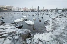 Ptačí chřipka byla potvrzena u uhynulé labutě v Praze