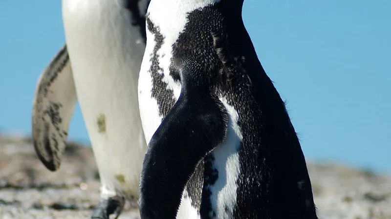 Tučňáci brýloví