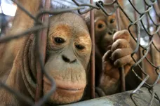 Nejohroženější orangutany světa může vyhubit projekt vodní elektrárny