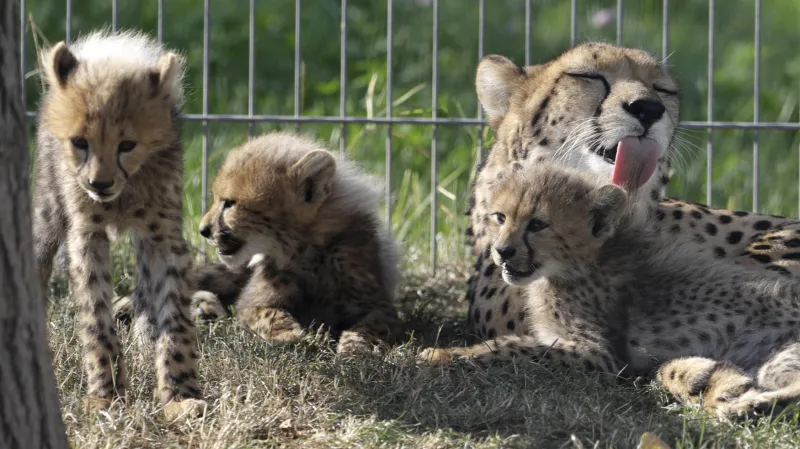Gepardí paterčata