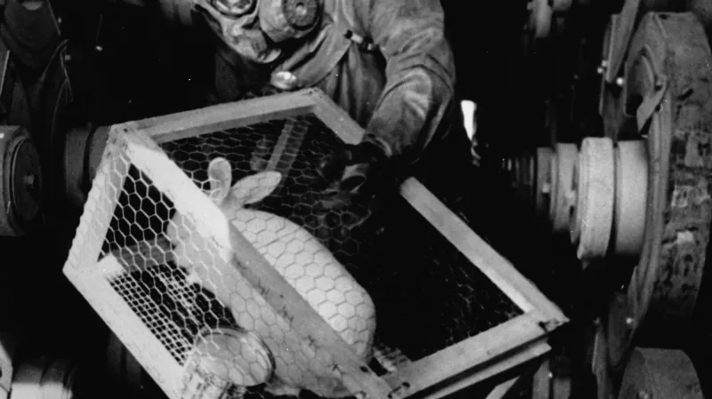 Klec s pokusným králíkem pro testy sarinu