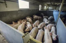 Chovatelé v rizikové zóně na Zlínsku musejí kvůli moru porazit všechna domácí prasata