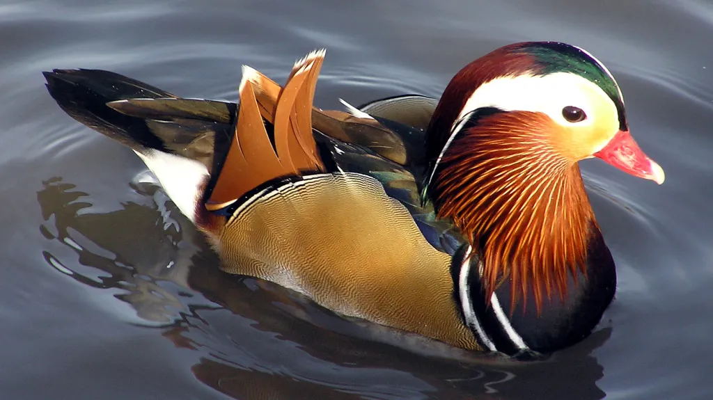 Kachna mandarínská